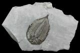 Dalmanites Trilobite Fossil - New York #99079-4